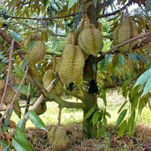 Durian Musang King