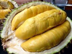 buah durian mhontong