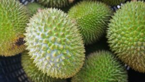 bentuk kulit durian musang king