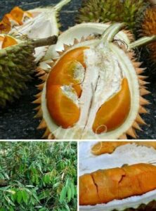 Durian Red Prawen