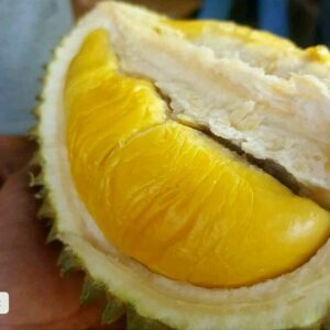 ukuran dan bentuk durian musang king