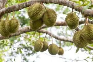 Manfaat pupuk durian