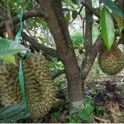 Tumbuhan Durian Musangking