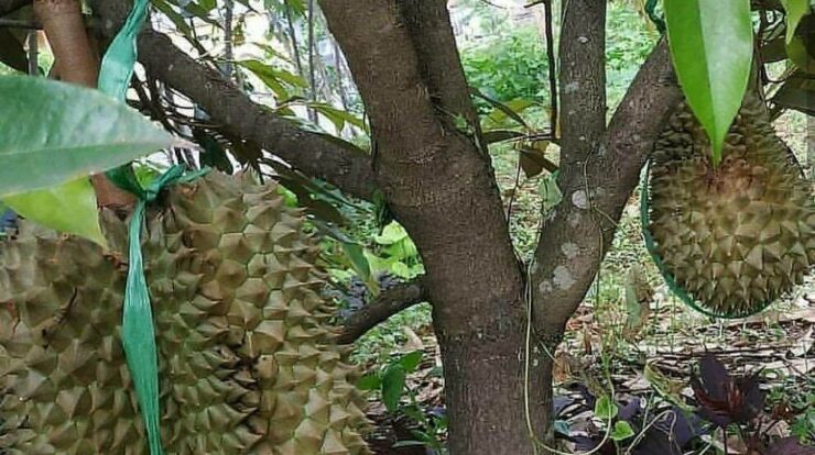 Tumbuhan Durian Musangking