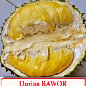 Durian Bawor