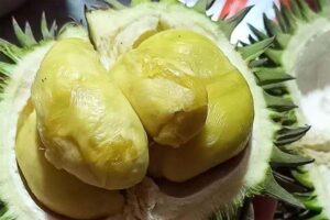 Durian Sukang