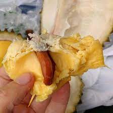 biji buah durian musangking