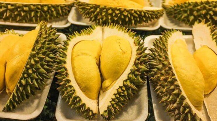 Jenis - Jenis Durian