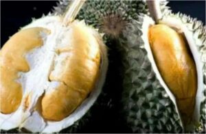 Buah durian black thon