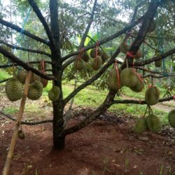 pohon Abuah durian bawor