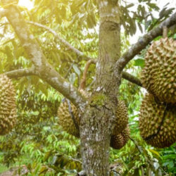 buah durian black thon