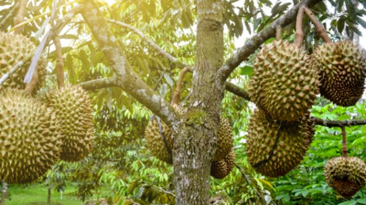 buah durian black thon